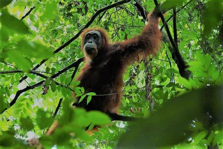 Bukit Lawang 2-Day Orangutan Jungle Trek — Riverside Camping & River Tubing photo 3