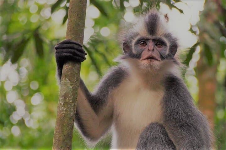 Bukit Lawang 2-Day Orangutan Jungle Trek — Riverside Camping & River Tubing photo 6
