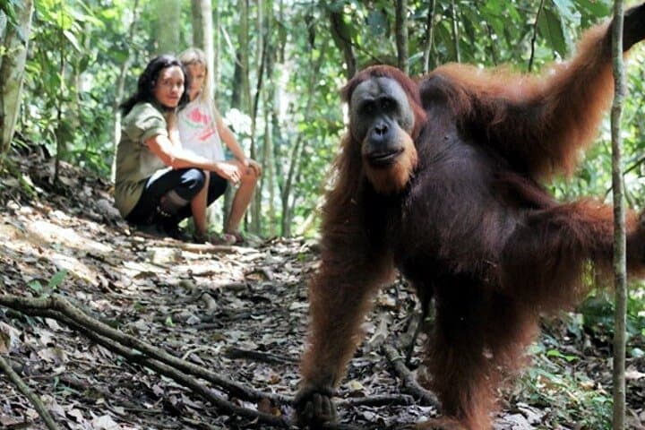 Bukit Lawang 2-Day Orangutan Jungle Trek — Riverside Camping & River Tubing photo 2