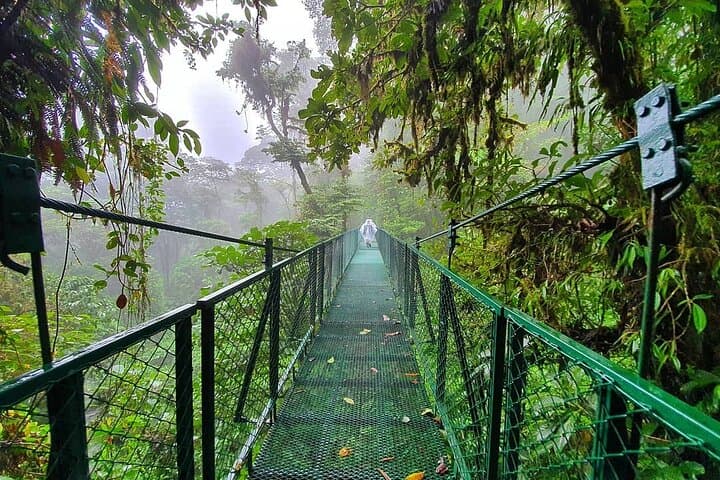 Monteverde Cloud Forest Hanging Bridges: Treetop Naturalist Tour photo 5