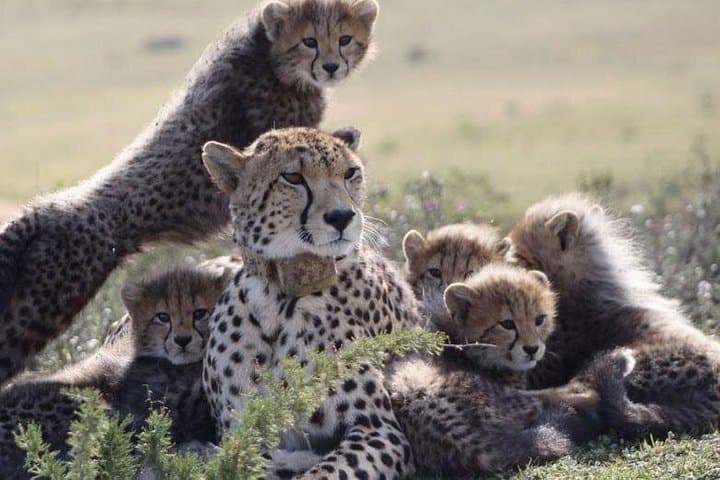 Luxury 2-Day Garden Route Safari from Cape Town — Game Drives, Penguins & Cape Agulhas photo 4