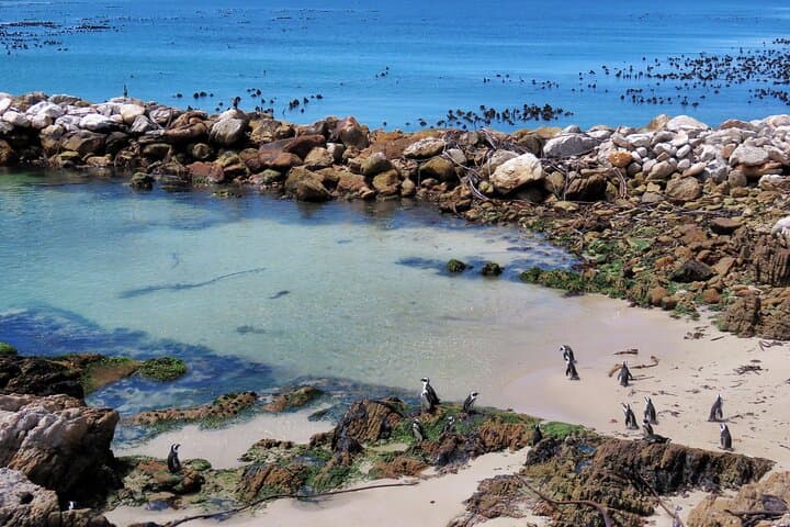 Luxury 2-Day Garden Route Safari from Cape Town — Game Drives, Penguins & Cape Agulhas photo 3