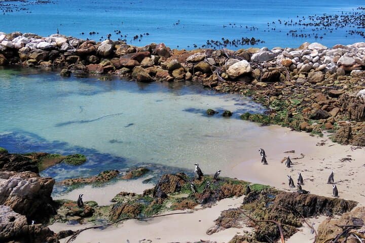 Hermanus to Cape Agulhas: Private Full-Day Whale, Penguin & Southern Tip Tour photo 5