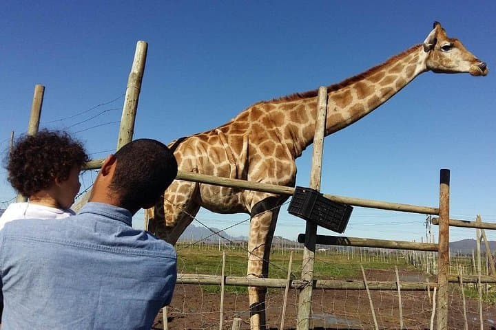 Private Western Cape Animal Farms Full-Day Tour from Cape Town photo 1