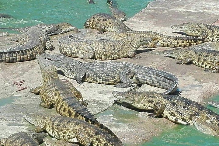 Private Western Cape Animal Farms Full-Day Tour from Cape Town photo 4