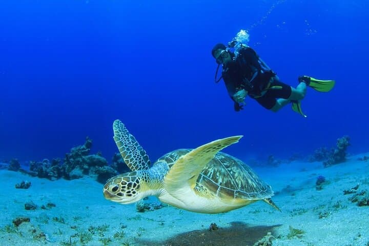 Riviera Maya Scuba Referral: Finish Open Water Certification with Maroma Beach Dives