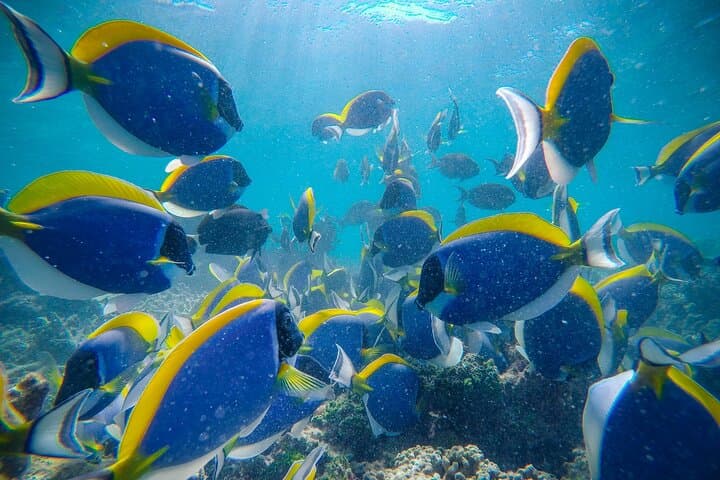 Private Snorkelling at Biyadhoo Reef — 2-Hour South Malé Atoll Experience photo 4