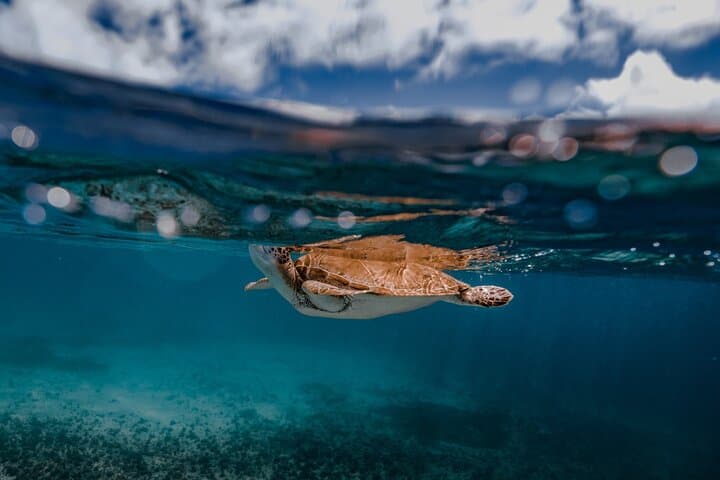 Private Snorkelling at Biyadhoo Reef — 2-Hour South Malé Atoll Experience photo 3