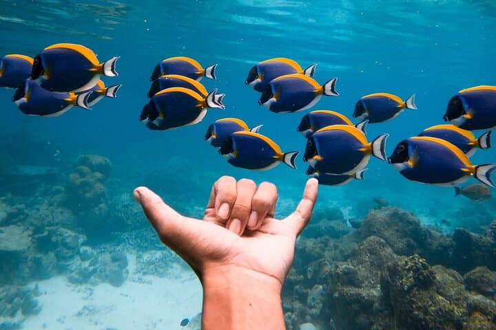 Private Snorkelling at Biyadhoo Reef — 2-Hour South Malé Atoll Experience photo 5