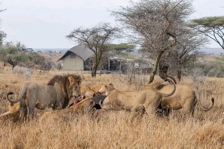 Full-Day Chobe National Park Safari from Livingstone — River Cruise & Game Drive photo 2