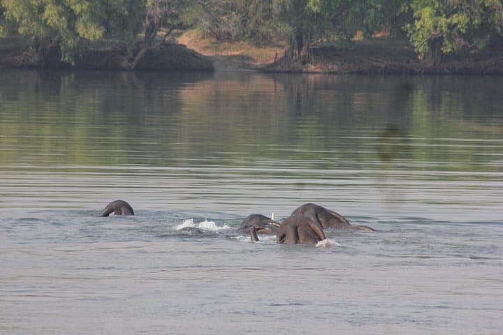 Full-Day Chobe National Park Safari from Livingstone — River Cruise & Game Drive photo 3