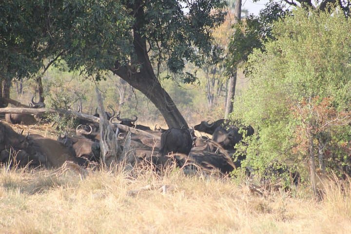 Full-Day Chobe National Park Safari from Livingstone — River Cruise & Game Drive photo 4