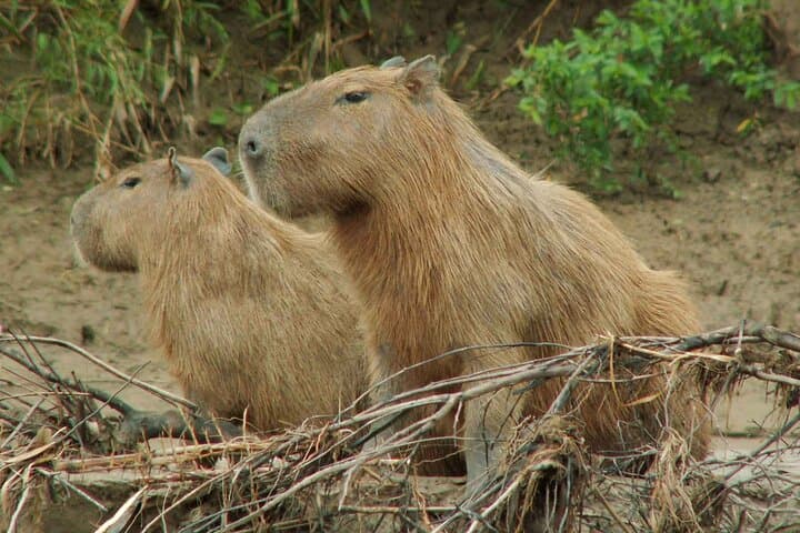 4-Day Tambopata Amazon Jungle Tour From Cusco — Sandoval Lake, Clay Licks & Ese Eja Visit photo 5