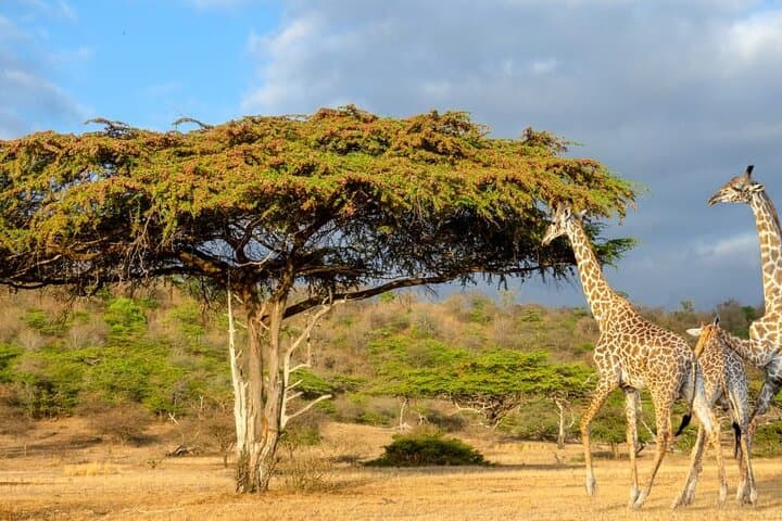 Private Mikumi Safari: 2-Day Wildlife Adventure from Dar es Salaam photo 1