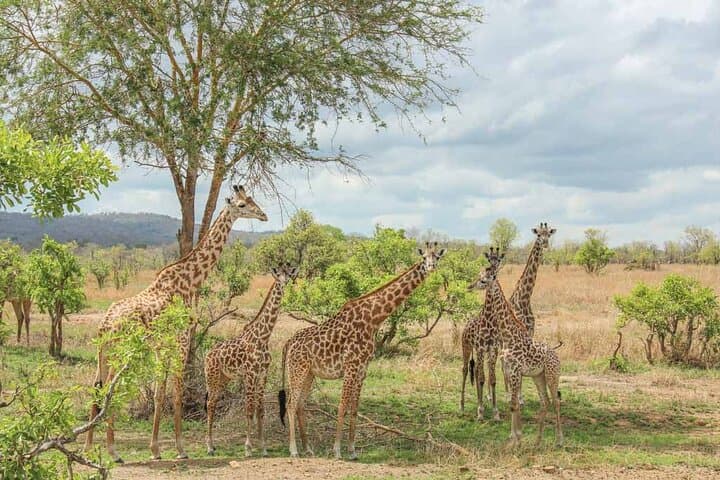 Private Mikumi Safari: 2-Day Wildlife Adventure from Dar es Salaam photo 3