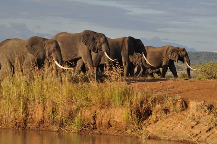 Private Mikumi Safari: 2-Day Wildlife Adventure from Dar es Salaam photo 4