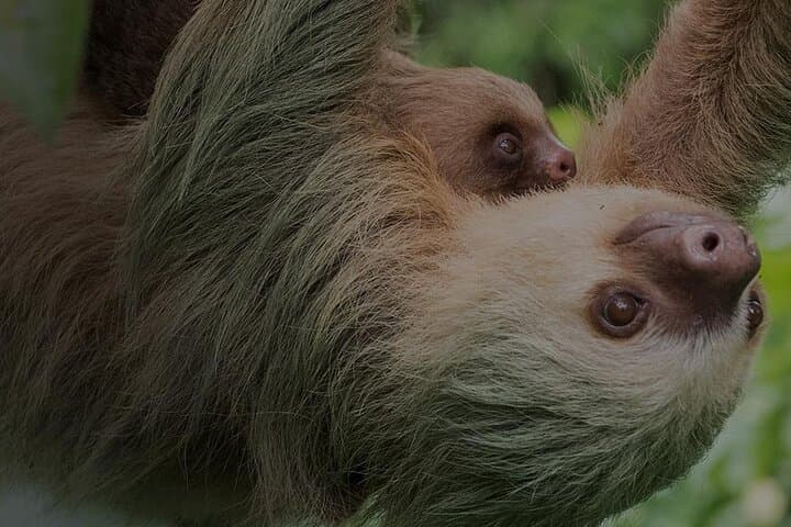 Ecogarden Arenal Sloth Tour — Guided Wildlife Walk Near La Fortuna