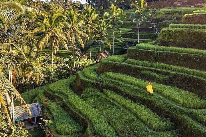 Chasing Ubud’s Hidden Waterfalls: Tibumana, Tukad Cepung, Rice Paddies & the Bali Swing photo 4