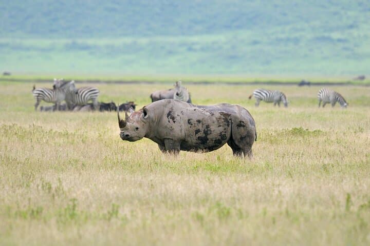 4-Day Budget Camping Safari: Serengeti, Ngorongoro & Lake Manyara photo 5