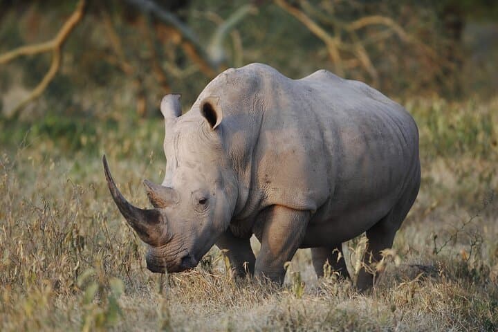 4-Day Budget Camping Safari: Serengeti, Ngorongoro & Lake Manyara photo 6