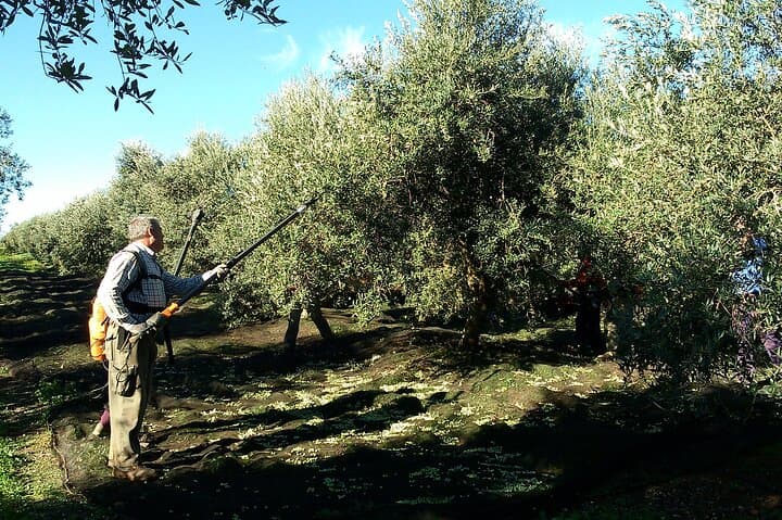 Private Olive Oil Tasting Tour from Seville: Boutique Mill Visit & Hands-On Tasting photo 1