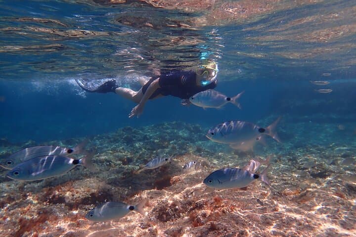 Mallorca Snorkeling in a Protected Marine Reserve — Guided 3-Hour Tour from Palma photo 6
