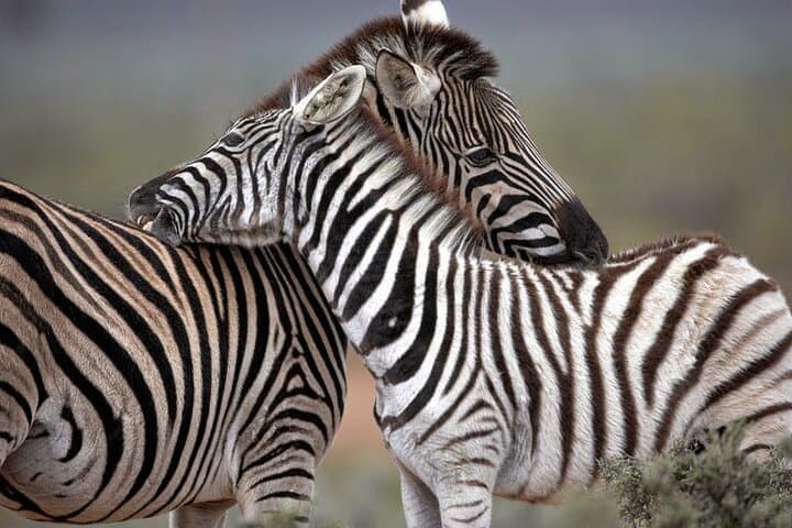 Aquila Game Reserve Big Five Safari — Full-Day Wildlife Experience from Cape Town