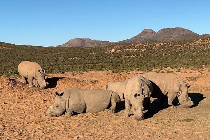 Aquila Game Reserve Big Five Safari — Full-Day Wildlife Experience from Cape Town photo 3