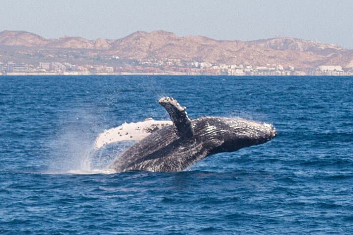 Cabo San Lucas Whale Watching Lunch Cruise — Brunch, Whales & El Arco Photo Stop photo 4