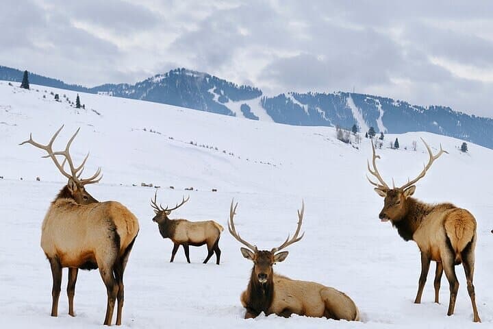 Grand Teton Winter Wildlife Safari and Private Ranch Snowshoe Dinner photo 3