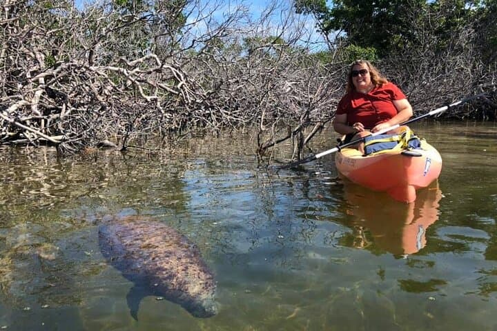 Mangroves and Manatees: Guided Kayak Eco Tour in Key Largo photo 6