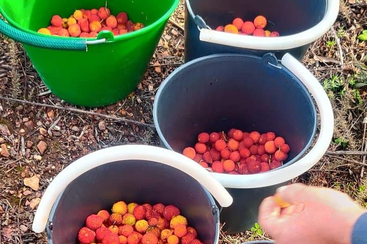 Monchique Hills and Flavors: Foia Hike, Black-Pork Farm & Medronho Tasting photo 4
