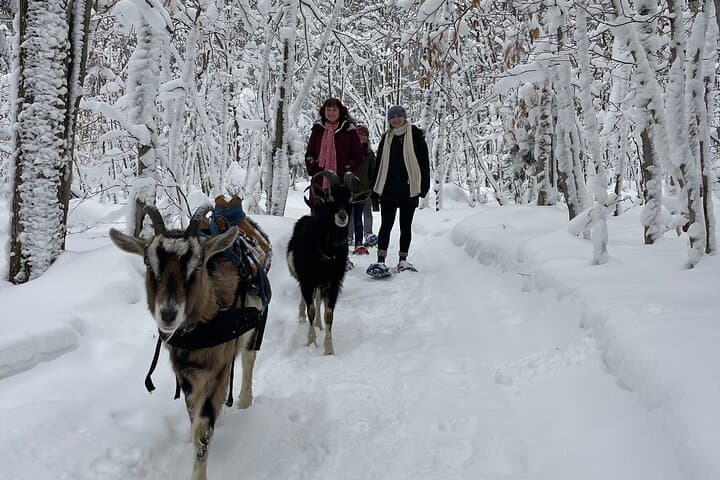 Snowshoeing with Mountain Goats in Jacques-Cartier Valley — Private Winter Adventure photo 4