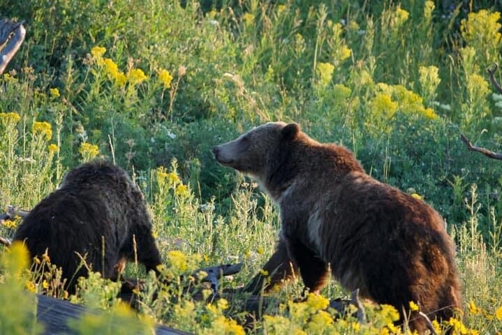 Yellowstone Full-Day Guided Tour: Old Faithful, Grand Prismatic & Wildlife photo 2