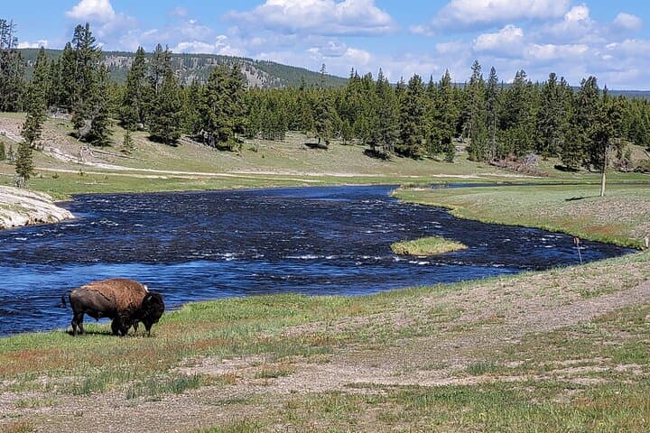 Yellowstone Full-Day Guided Tour: Old Faithful, Grand Prismatic & Wildlife photo 5