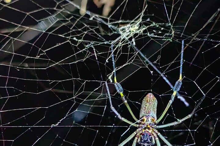 Night Wildlife Hike in Manzanillo Refuge — Caribbean Costa Rica After Dark photo 2