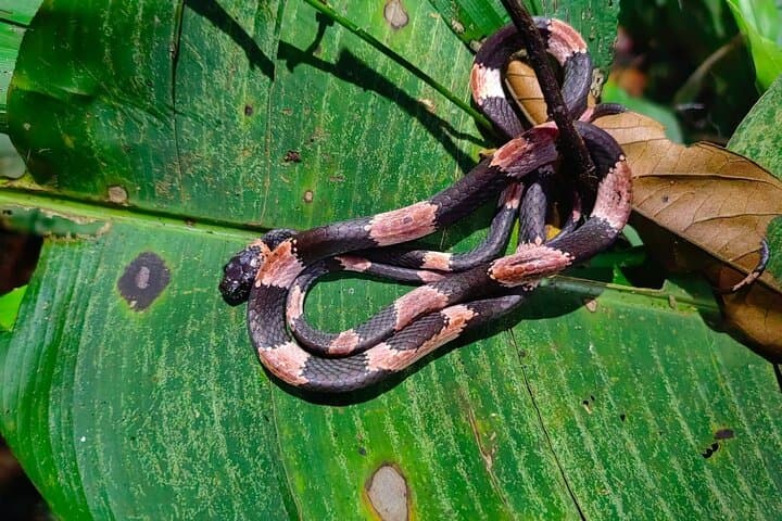 Night Wildlife Hike in Manzanillo Refuge — Caribbean Costa Rica After Dark photo 3