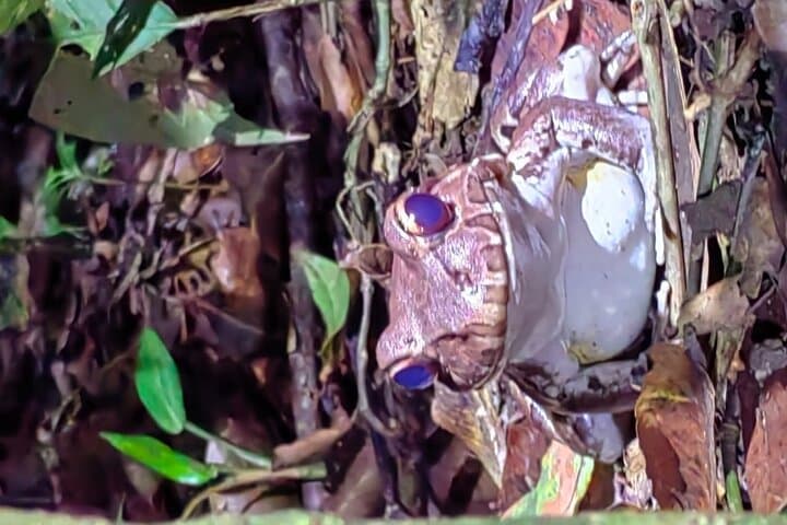 Night Wildlife Hike in Manzanillo Refuge — Caribbean Costa Rica After Dark photo 4