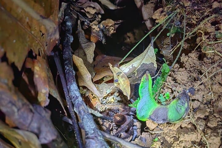 Night Wildlife Hike in Manzanillo Refuge — Caribbean Costa Rica After Dark photo 5