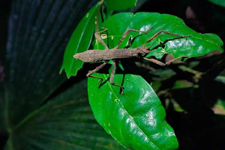 Night Wildlife Hike in Manzanillo Refuge — Caribbean Costa Rica After Dark photo 6