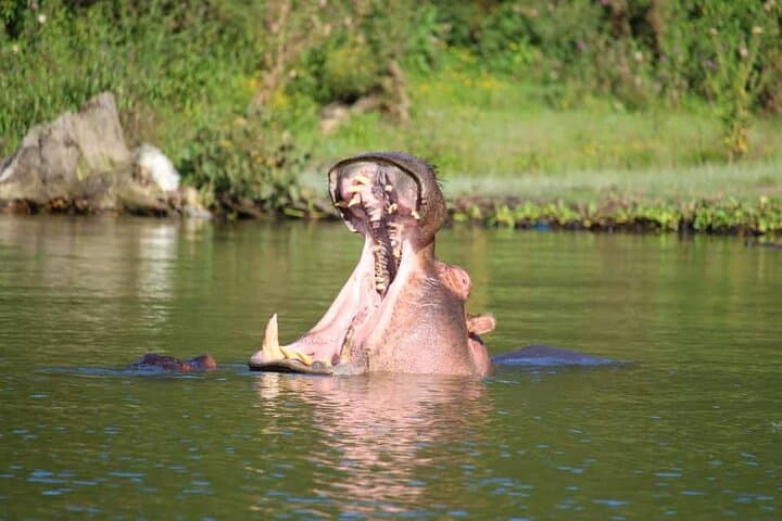 Hell's Gate Day Tour & Lake Naivasha Boat Ride — Biking with Giraffes and Hippo Safaris photo 6