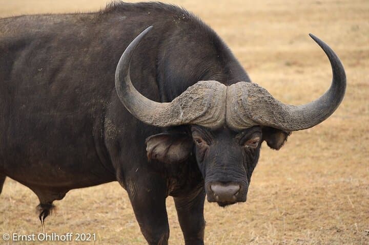 Schotia Open-Vehicle Night Safari — Addo Elephant Game Drive for Small Groups