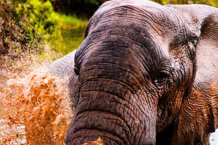 Schotia Open-Vehicle Night Safari — Addo Elephant Game Drive for Small Groups photo 2