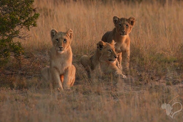 Schotia Open-Vehicle Night Safari — Addo Elephant Game Drive for Small Groups photo 3