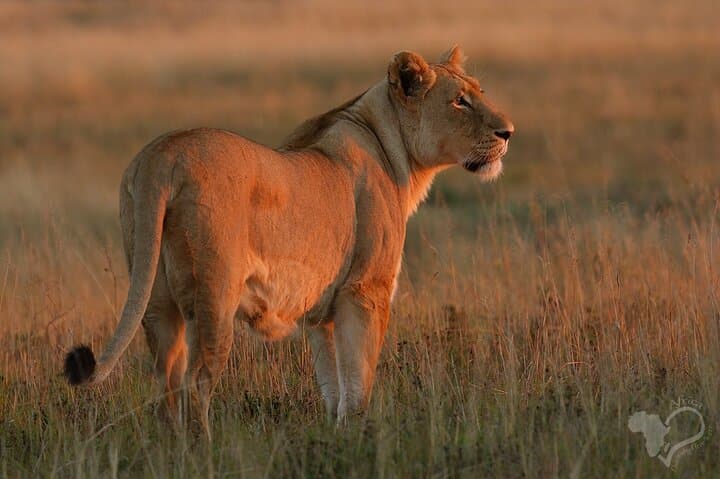 Schotia Open-Vehicle Night Safari — Addo Elephant Game Drive for Small Groups photo 4