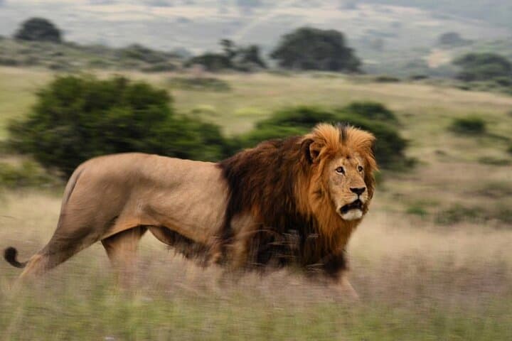 Schotia Open-Vehicle Night Safari — Addo Elephant Game Drive for Small Groups photo 6
