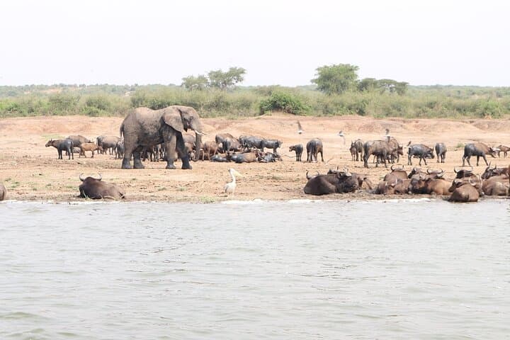 7-Day Uganda Safari: Gorilla Trekking, Chimpanzees & Kazinga Channel Wildlife photo 4