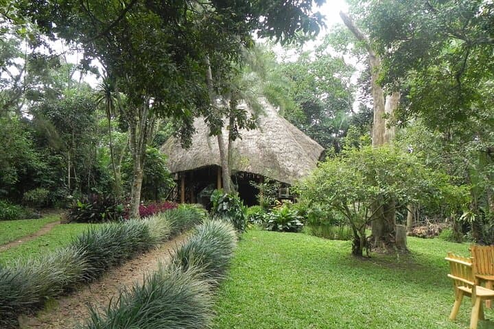 7-Day Uganda Safari: Gorilla Trekking, Chimpanzees & Kazinga Channel Wildlife photo 5