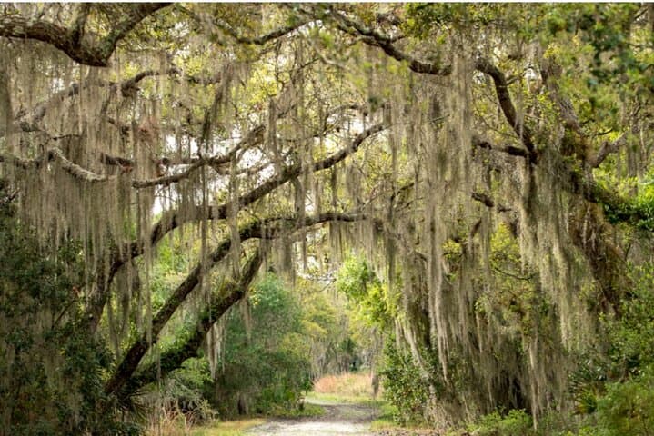 Explore Florida’s Wilds on the Myakka State Park E-bike Safari photo 2
