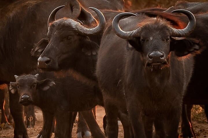 Chobe Day Trip From Livingstone — Game Drive and Chobe River Cruise photo 6